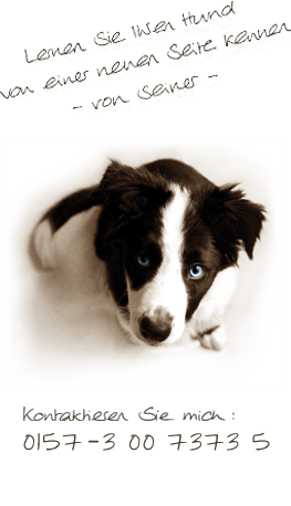 Hundepsychologie Hundetraining Canine Mainz hilft bei der Erziehung, dem Training und der Behandlung von Problemen beim Hund